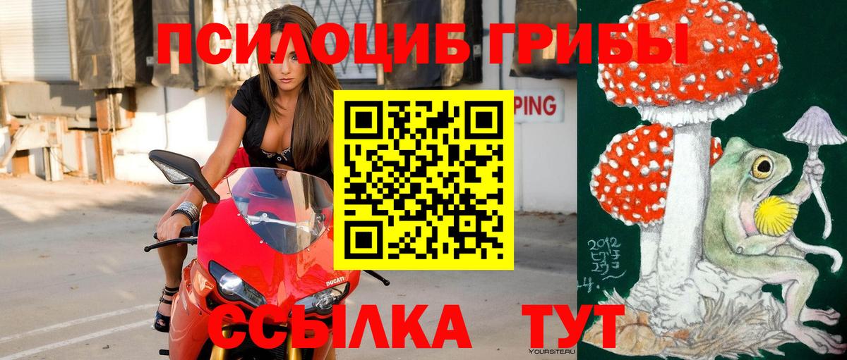 Галлюциногенные грибы Psilocybe Холмск